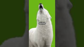 Why do dogs howl dog facts shorts [upl. by Iasi]