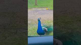 Funny bird funnyshorts funny funnypetschannel funnypetslife parrot pets foryou [upl. by Lantz]