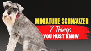 Miniature Schnauzers 101 What You Need to Know Before Adopting [upl. by Aniryt385]