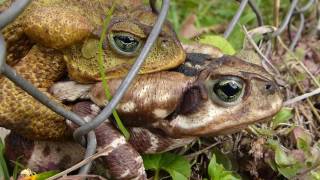 fauna brasileira SAPO CURURU CASAL animais silvestres pantaneiros anfíbios curiosos brazilian brasil [upl. by Amato]