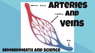 Arteries and Veins Facts [upl. by Can]