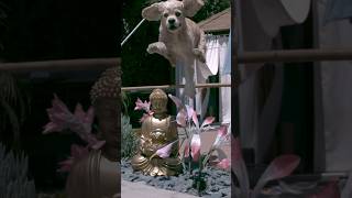 Real Life Falkor the Luck Dragon neverendingstory slowmo phantom [upl. by Eberto]