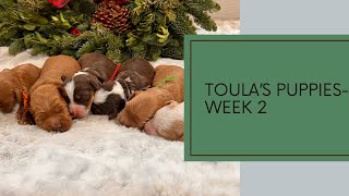 Toulas Litter  Week 2 [upl. by Paco]