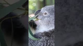 Cutest Wild Animals 🐨 Australian Koalas shorts oliverandlucas [upl. by Jaal4]