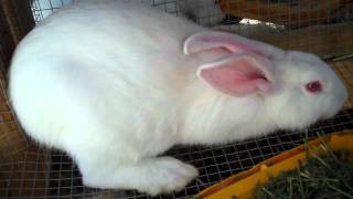 Raising New Zealand White Meat Rabbits From Start to Finish 9 amp10 Weeks Old [upl. by Gnen]