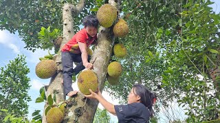 Lets go together to harvest Jackfruit and build a trellis for Bean trees [upl. by Peednama]