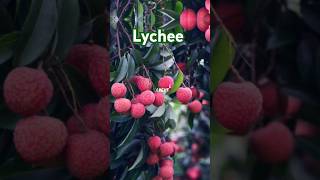 Beautiful Lychee  Lychee on tree nature fruit lychee youtube shorts trending viral [upl. by Leahcimdivad]