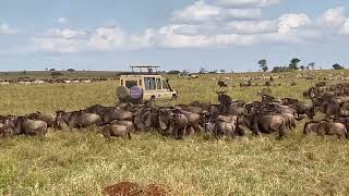 Africa The Great Migration Serengeti Tanzania 61924 [upl. by Yelsgnik]