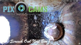 PixCamscom Owl Box 1 Live Stream [upl. by Simonette124]