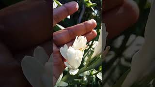 Multipetal Tuberose Bulb Sale [upl. by Aneev]