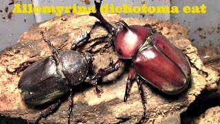 Allomyrina dichotoma Trypoxylus dichotomus eat [upl. by Evered187]