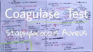 Coagulase Test  2 Staphylococcus Aureus [upl. by Cristobal]