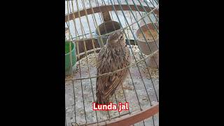 lunda jalbirds birds mashadi larks full singing [upl. by Tsenrae]