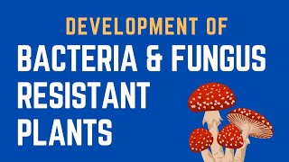 Development of Bacterial and fungal disease resistant plants [upl. by Kreegar]