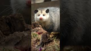 How Does a Possum Differ From an Opossum [upl. by Lilia]