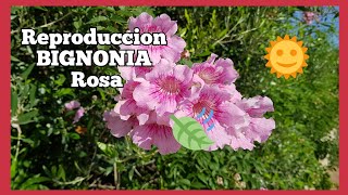 Reproduccion Bignonia Rosa 🤗 bignoniarosa [upl. by Egag]