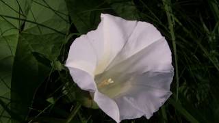 Flowers of the Bindweed Convolvulus arvensis [upl. by Annoled]