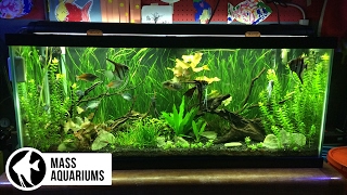 5 AQUARIUM PLANTS for BEGINNERS Jungle Val Dwarf Lily Bacopa Amazon Sword amp Ludwigia Repens [upl. by Arimak]