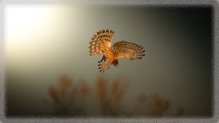 Birds of Prey Northern Harrier Sony A9ii 200600mm f63 X14 teleconverterPart2 [upl. by Anelleh113]