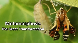 Metamorphosis  The Great Transformation [upl. by Beverie309]