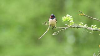 Rauchschwalben Hirundo rustica im Wallerstädter Vogelschutzgehölz Bibelslache [upl. by Olifoet]