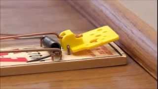 Victor Easy Set Mouse Trap [upl. by Ramsden]