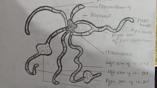 Easy structure of polytene chromosomepolytenechromosome chromosome structureofchromosome diagram [upl. by Marchak534]