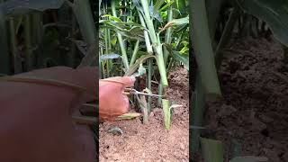 Satisfying Harvest Compilation 🌽 FarmFresh farming plants agriculture [upl. by Nosille]