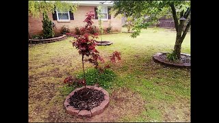 Planting a Bloodgood Japanese Maple [upl. by Erikson515]