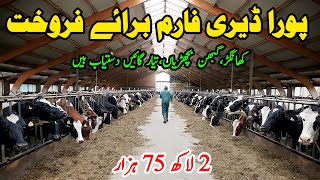 Subhan Dairy Farm  Cow Sale In Punjab  Cow Dairy Farm  Sasta Farm  Pk Janwar Mandi [upl. by Larianna]