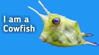 Longhorn Cowfish  Swimming and Eating Algea [upl. by Lennon228]