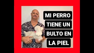 Mi perro tiene un bulto en la piel ¿Qué es [upl. by Elehcor]