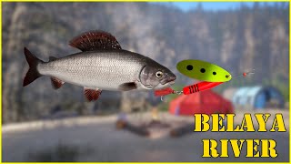 Belaya River Grayling 88 Russian Fishing 4 rf4 [upl. by Airednaxela130]