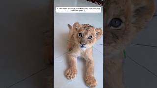 A kind man rescued an abandoned lion cub and then adopted it animalshorts shortvideo lion [upl. by Anatola]