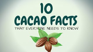 10 CACAO FACTS THAT EVERYONE NEEDS TO KNOW [upl. by Yasibit]