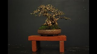 Chinese Sweet Plum Bonsai Sageretia Theezans 6 [upl. by Ramor]