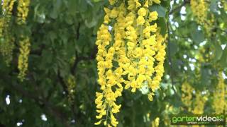 Goldregen  Laburnum watereri vossii [upl. by Naujad]