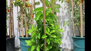 Grow a Diabetes Plant  Gynura Procumbens  Insulin Plant [upl. by Eiznekcm]