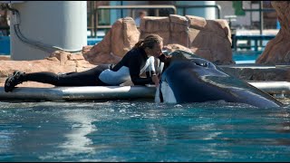 Tilikum attacks Dawn Brancheau  Blackfish Scene [upl. by Suckow]