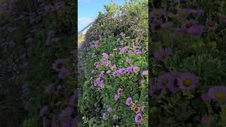 HAYLE pretty in pink this June Cornwall coast england beach beachvibes [upl. by Ennoved]