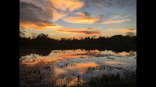 Pantanal Lake Habitat  Dry Season [upl. by Aroon]