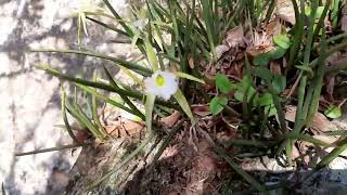 brassavola Perini em meio a natureza [upl. by Deanna]