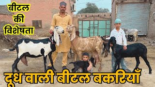 जानिए बीटल बकरियाँ क्यों पालना चाहिए उनकी विशेषता Milking Beetal Female Goats Collection biggoat [upl. by Nimsay]