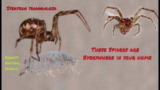 The Spiders are Everywhere in Your Home Steatoda [upl. by Mcguire]