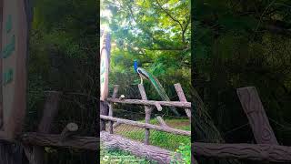 🦚🦚 beautiful peacock 😍 peacock lovers peacock nature birds beautiful love peacocking birdcall [upl. by Normie]