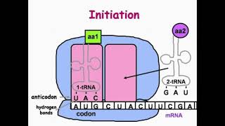 Initiation Step of DNA Translation [upl. by Eicaj174]