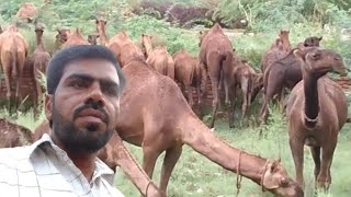 Dachi ki video ashiq ali 🐪🐪 [upl. by Stanzel94]