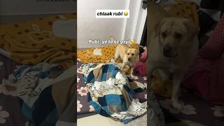 Chlaak rubi😍  labra rubi  youtubeshorts shorts labrador dog funny cute memes viralvideo [upl. by Etnahsal]