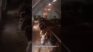 TEKAÜT BESİ dana besicilik simental üretim çiftçi hayvancılık farming cow ankara animals [upl. by Kcoj110]