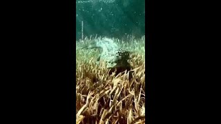 Terrifyingly Close Encounter With a Saltwater Crocodile [upl. by Kamin457]